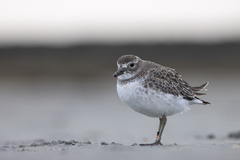 Charadrius obscurus obscurus