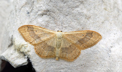 Idaea aversata