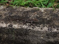 Anolis cristatellus