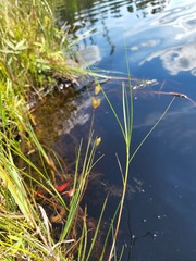 Juncus stygius americanus
