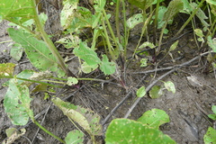 Rorippa amphibia
