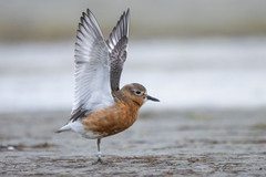 Charadrius obscurus obscurus