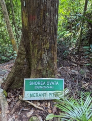 Shorea ovalis
