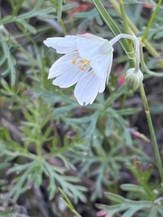 Geranium incanum