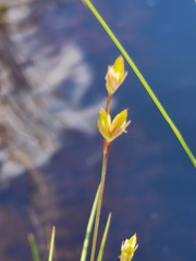 Juncus stygius americanus