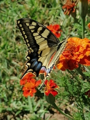 Papilio machaon