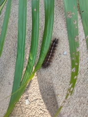 Creatonotos