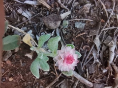 Helichrysum argyrosphaerum