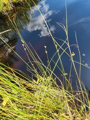 Juncus stygius americanus