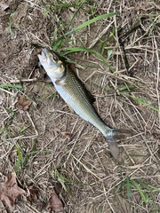 Semotilus corporalis