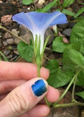 Ipomoea hederacea integriuscula