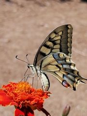 Papilio machaon