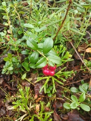 Vaccinium vitis-idaea