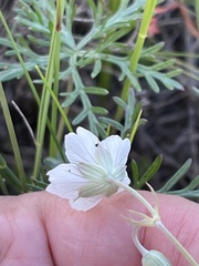 Geranium incanum