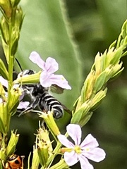 Megachile mendica
