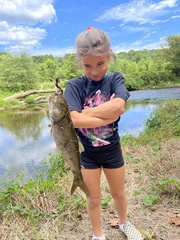 Semotilus corporalis