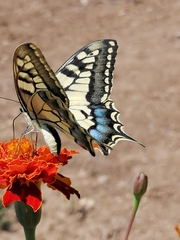 Papilio machaon