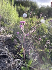 Senecio purpureus