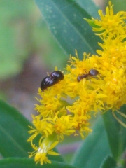 Coleoptera