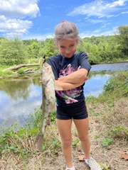 Semotilus corporalis