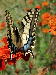 Papilio machaon