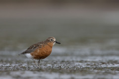 Charadrius obscurus obscurus