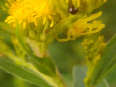 Coleoptera