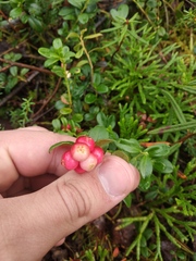 Vaccinium vitis-idaea