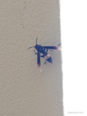 Polistes sagittarius