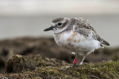 Charadrius obscurus obscurus