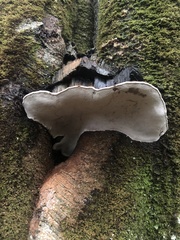 Ganoderma brownii