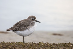 Charadrius obscurus obscurus