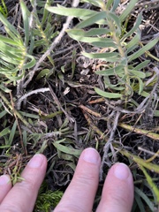 Leucospermum prostratum