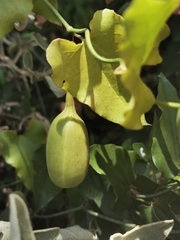 Aristolochia sempervirens