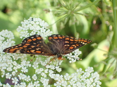 Euphydryas maturna