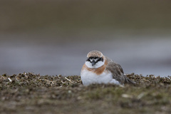 Charadrius leschenaultii