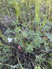 Geranium incanum