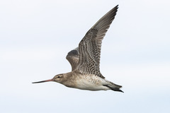 Limosa lapponica baueri