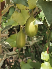 Aristolochia sempervirens