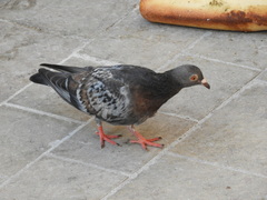 Columba livia domestica