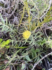 Leucospermum prostratum