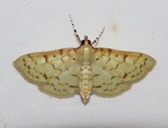 Polygrammodes flavidalis