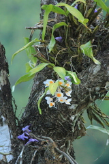 Dendrobium farmeri
