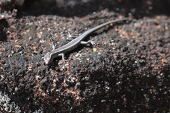 Cryptoblepharus pulcher