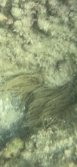 Anemonia viridis