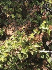 Aristolochia sempervirens