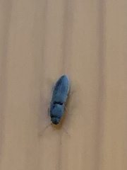 Elateridae