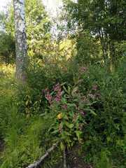 Impatiens glandulifera