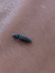 Elateridae