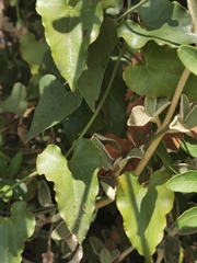 Aristolochia sempervirens